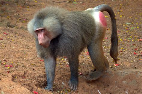 macaco babuíno